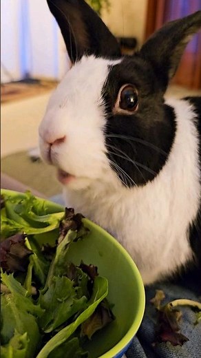 RABBIT EATING SALAD