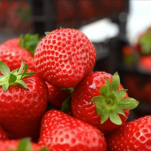 How to Grow Tulips in Pots