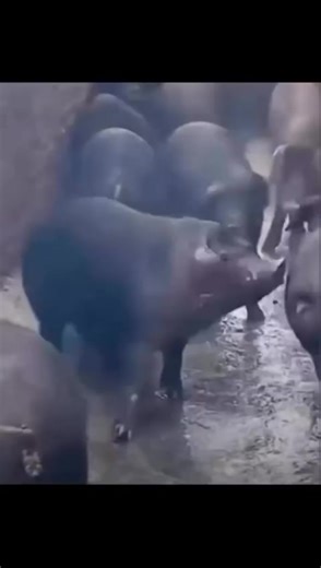 #fyp #meme #parati #viral