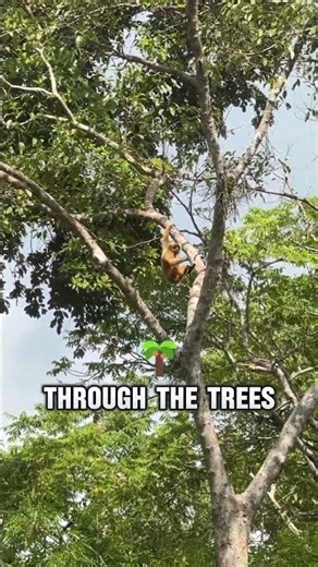 How Orangutans Actually Climb Trees #wildlife #nature #shorts