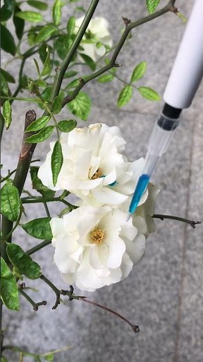 How to use Micropipette | Glasscolabs | Liquid Handling Product