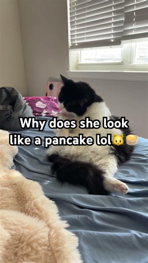 Why does she look like that😭 #cat #kitty #viral #funny