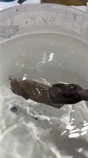 A raw gold pour with quench and reveal.