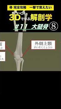大腿骨遠位部の特徴【3Dで学ぶ解剖学】大腿骨の特徴を立体的に学んで臨床や運動指導で活かそう👍 #大腿骨 #大腿骨頸部骨折 #大腿四頭筋