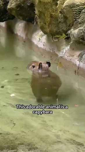 Capybara#tiktok #knowledge #fyp #reelsfb #reels2025 #pet #cute #reelsfyp #animals #capybara #reelschallenge | Cute Pet | Facebook