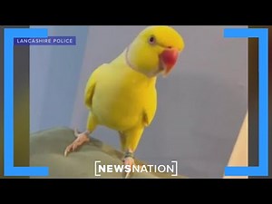 Drug ring led from prison included ‘Scarface’-quoting parrot: Police | Banfield