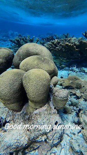 1.4K views · 16 reactions | Snorkeling with Aruba Outdoor Adventures is the best, very relaxing.. enjoy snorkeljng for the very first time.. book us when in #aruba #snorkeling #kayaking #guidedtrip #privatetrip #smallgroup #personalized #experience #creatingmemories | Aruba Outdoor Adventures | Facebook
