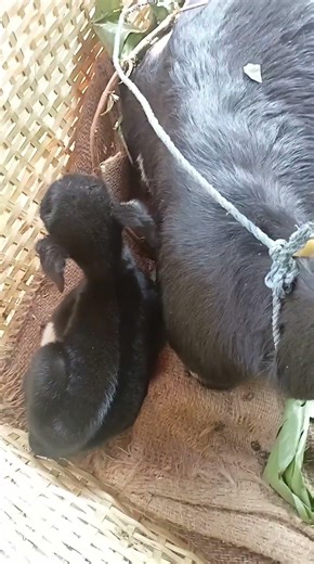 village life # Bakri palan.