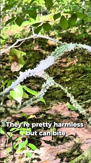 Dancing Bugs You Won't Believe Exist!