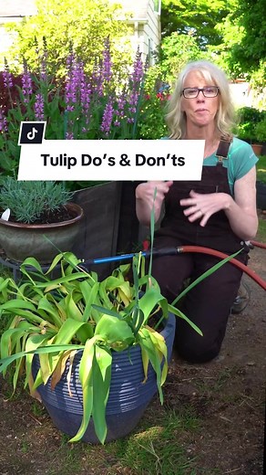 Tulip Care Guide: Tips for Keeping Your Flowers Thriving