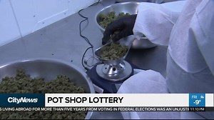 11K views · 21 reactions | The lucky 25 winners of Ontario’s pot license lottery were revealed on Friday night. As Tina Yazdani reports, the numbers show just how competitive the lottery was. | CityNews Toronto | Facebook