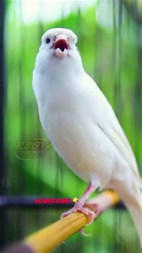 This White Canary Sings So Beautifully – You’ll Be Amazed #canary #birds #animals