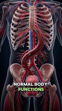 The Testicles might Be More Important than you know..#anatomy #facts #amazingfactsvideo