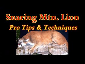 Snaring Mtn Lion Professional Tips & Techniques