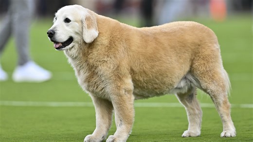 College football world pays tribute to Kirk Herbstreit's dog Ben before Alabama vs. LSU