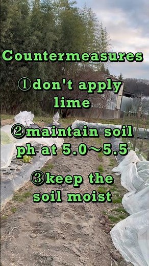 Causes and measures to prevent potato scab.