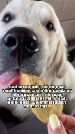 Karine Iban | La relou est une personne qui : 1/ N’a pas peur des chiens 2/ Qui n’a aucune allergie Elle ne supporte juste pas l’idée qu’un chien ait... | Instagram