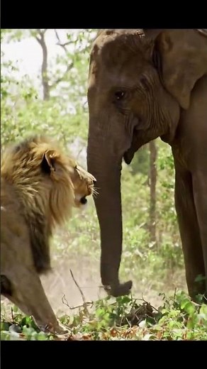Lion vs Elephant Fight 🦁🐘 | Wild Animal Battle in Jungle | Wildlife Documentary 2025 #lion #شیر