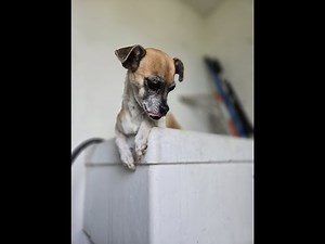 Meet Italian Greyhound/Chi Mix adoptable in the DMV