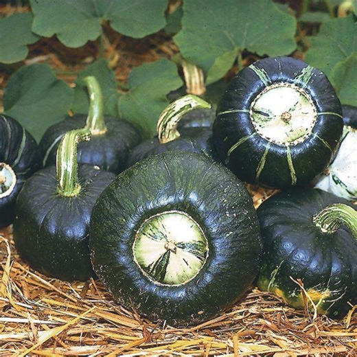 Burgess Buttercup Squash Seeds: Heirloom Vegetable Seeds - Etsy