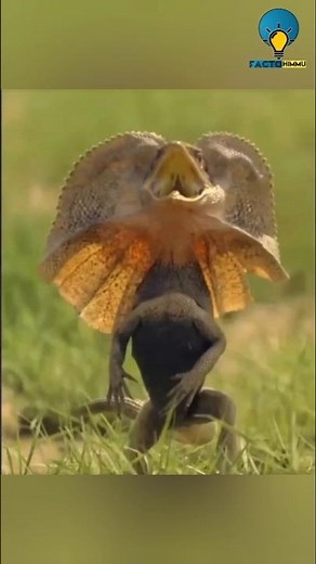Frilled Neck Lizard😱 || #facts #sciencefacts