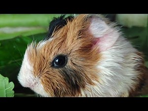 Baby Guinea pig 1 day old