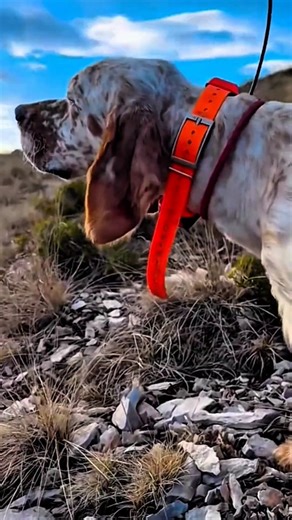 Unbelievable Wild Rabbit Chase in the Wilderness! #shorts #wildlife