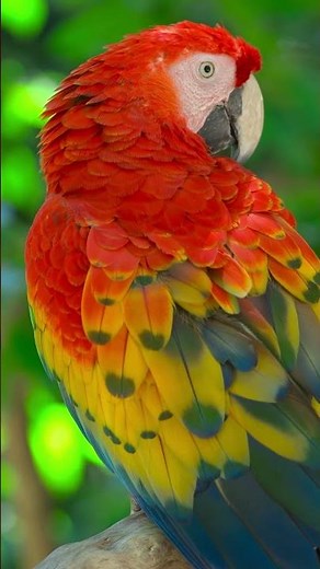 Scarlet Macaw Colors in 4K HDR 🌿 #HDRShorts