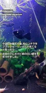【モーリー】～水カビ病の治療～ #aquarium #アクアリウム #モーリー #ブラックモーリー #水カビ病 #ワタカムリ病 #魚病 #魚病治療 #水槽 #水槽のある暮ら #生き物 #水棲生物