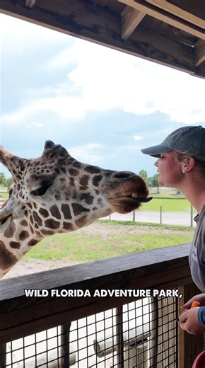 4.5K views · 71 reactions | Celebrate National Giraffe Day with us TODAY! 漣 Leroy and Walter can’t wait to see you. Enjoy an unforgettable adventure by booking your visit now: https://www.wildfloridairboats.com/buy-wild-florida-tickets | Wild Florida | Facebook