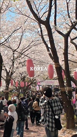 벚꽃비, 최대인파 벚꽃축제 석촌호수 산책 Real-time Cherry Blossom Festival, Seoul Seokchon Lake Walking Tour