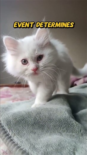 Schrödinger’s Cat: The Paradox that Built the Futur