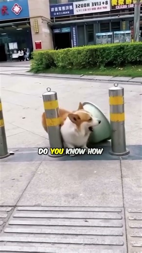 The Ultimate Bride's Dog: Loyalty Redefined