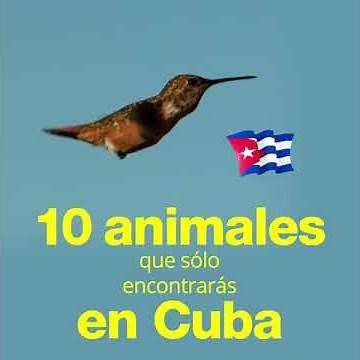 CubaLlama | 10 animales que solo existen en Cuba