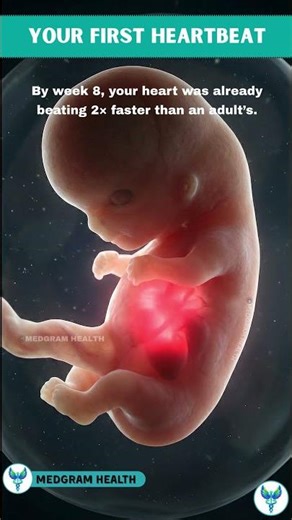 By Week 8, Your Heart Was Already Beating 🤯