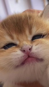 326K views · 33K reactions | Cute Cat | Meow Meow | Facebook