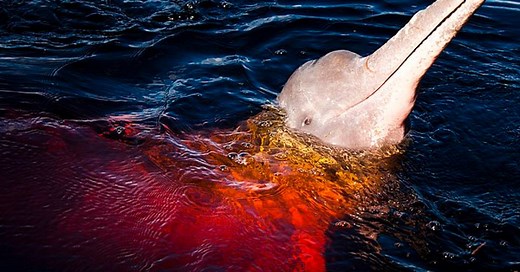 Lendas e mitos típicos das cinco regiões brasileiras | Viagem no Tempo