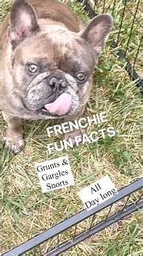BLUE FRENCHIE FUN FACTS ABOUT FRENCH BRINDLE BULLDOG TALKING DOG #frenchbulldog #frenchie #cutepuppy
