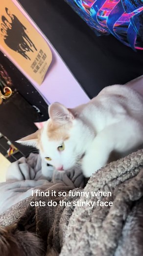 Cat Stinky Face Compilation