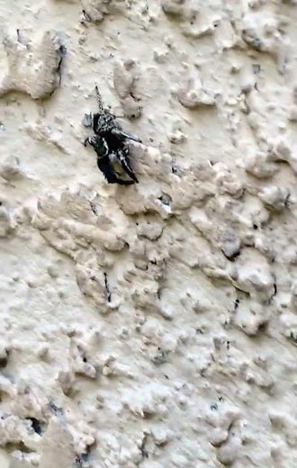 Bold Jumping Spider (Phidippus audax) Intelligent and adorable spider that dances!