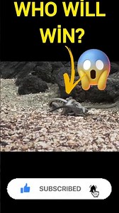 snakes 🐍vs🦎 lizard #trendanimals #wildanimals #snake #wildlife