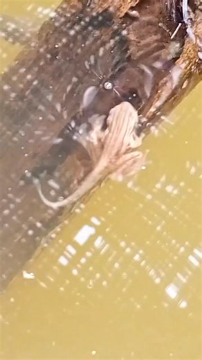 1.4K views | Alien. Watch the tail wiggle. #alieninvasion #rogue | Guppy Photography | Facebook