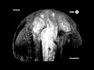 Zebrafish brain developing