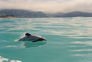New Research on Threats Facing Dolphins | Marine Science | Fish Focus