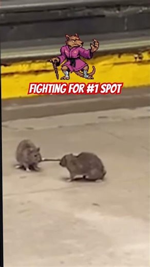Which one is master splinter? #nyc #rat