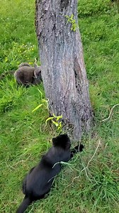 143K views · 3.7K reactions | Ninja fetch 亮‍⬛亮 . . . #cat #catsofinstagram #cats #blackcatsofinstagram #catstagram #アニマルエイド出身 #ペコねこ部 #nyancon01 #忍者猫 #catloversclub #longhaire #photooftheday #catsonamps #mainecoon #metalcats #blackcatsofig #gato #gatos #instacats #blackcats #caturday #cat_features #blackcatsrule #pet #housepanther #cute #kitten #gatopretodasorte #blackcatlove #black_cat_crew | Confucius.ninja.kitten | Facebook