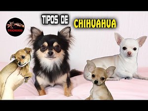 TIPOS DE CHIHUAHUAS (descubre a la raza de perro mas pequeña del planeta)