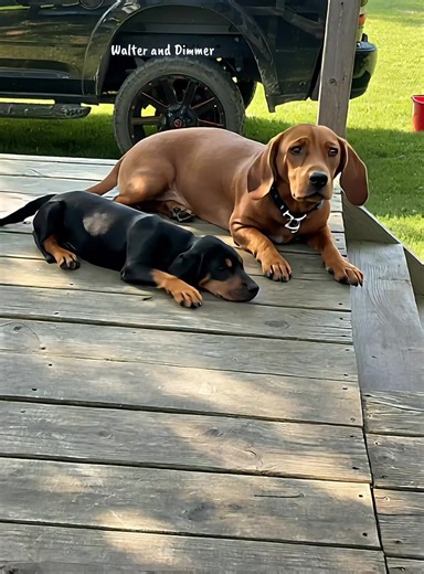 StacyA1979 (@cd_gamefowl)’s videos with Im Seriously the Cutest Ever - Parker James