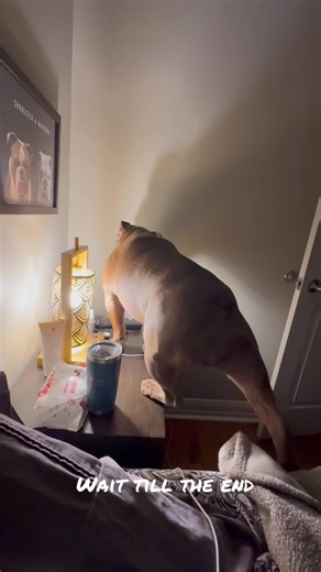 Funny Bully Dog Moments That Will Make You Laugh