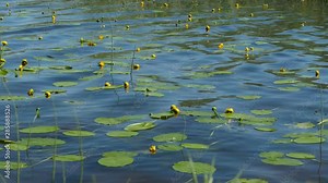 yellow spatter dock flower swaying on the blue water of the lake